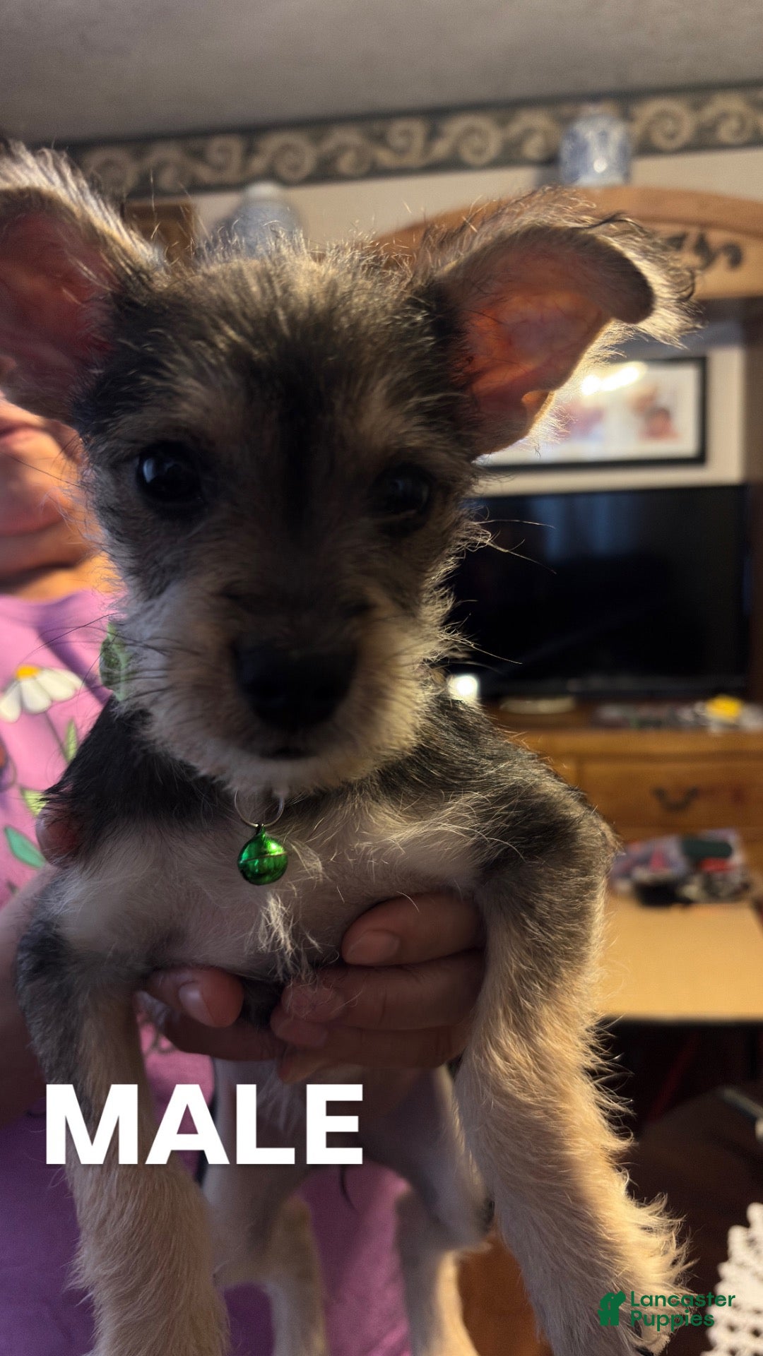 Mixed Breed dogs Mixed Breed 1 - Ad 31