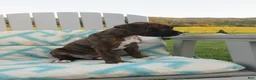 Boxer dogs for sale: Forrest - Ad 6