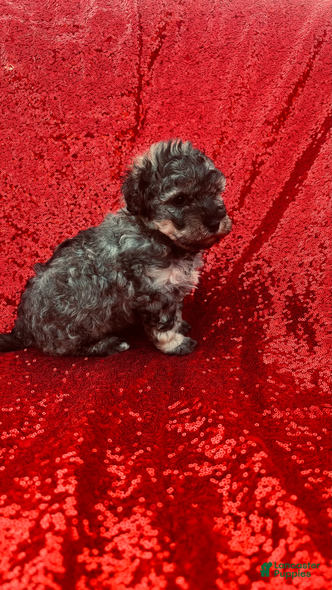 Toy Poodle dogs for sale: Toy Poodle Puppy 1 - Ad 4