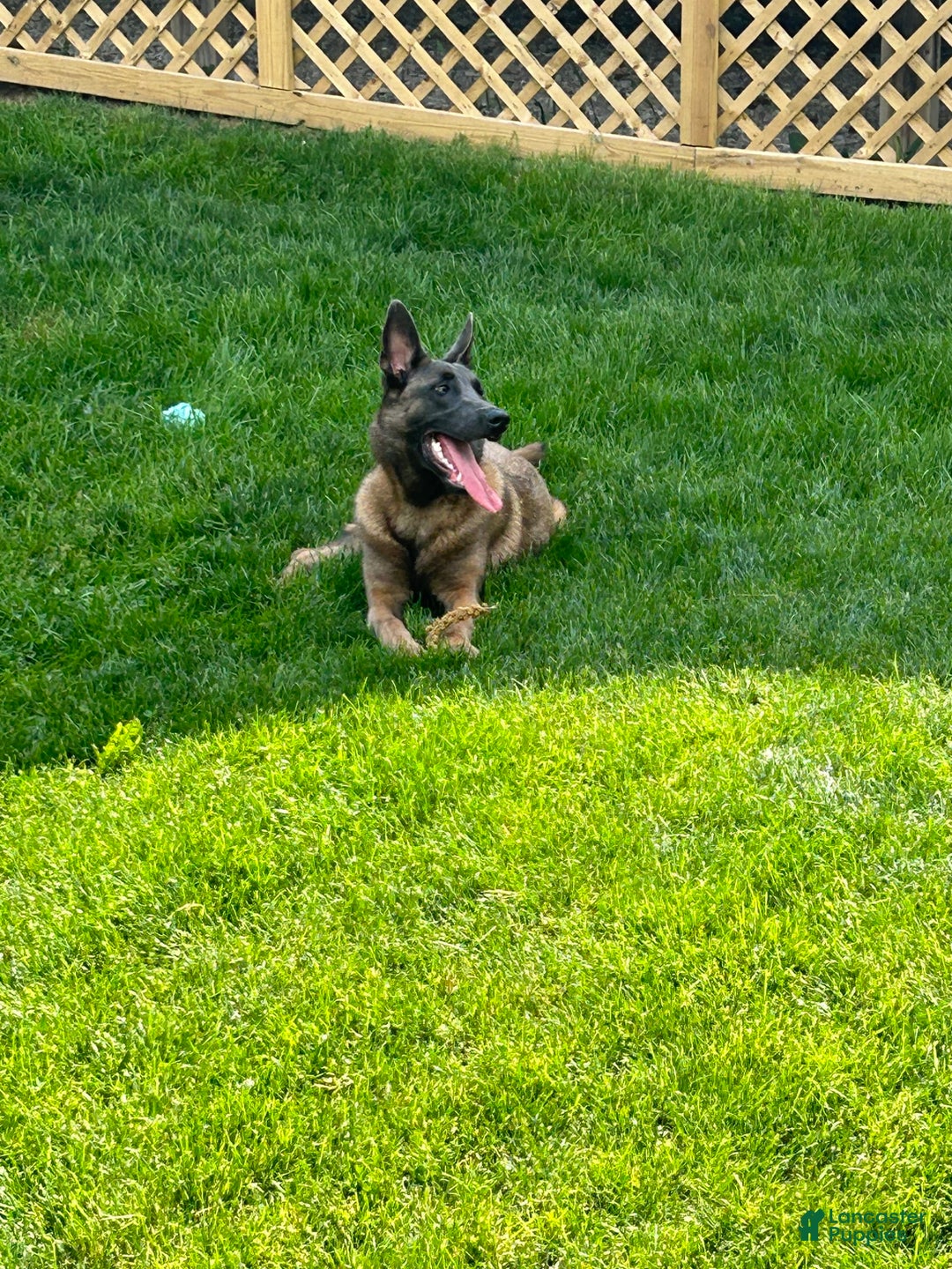 Gallery Image {{count}}