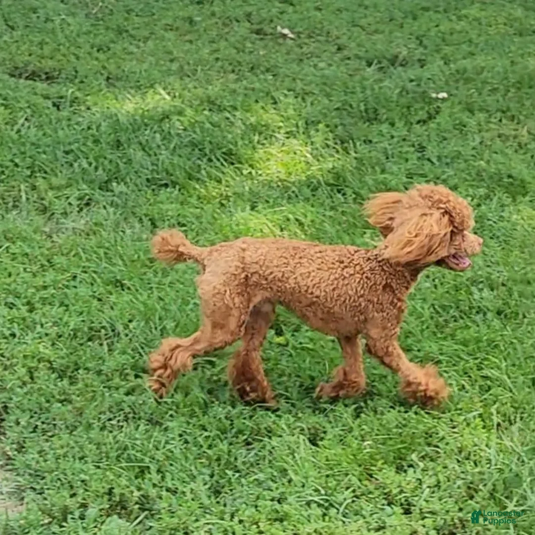 Toy Poodle dogs for stud: Moose - Ad 7