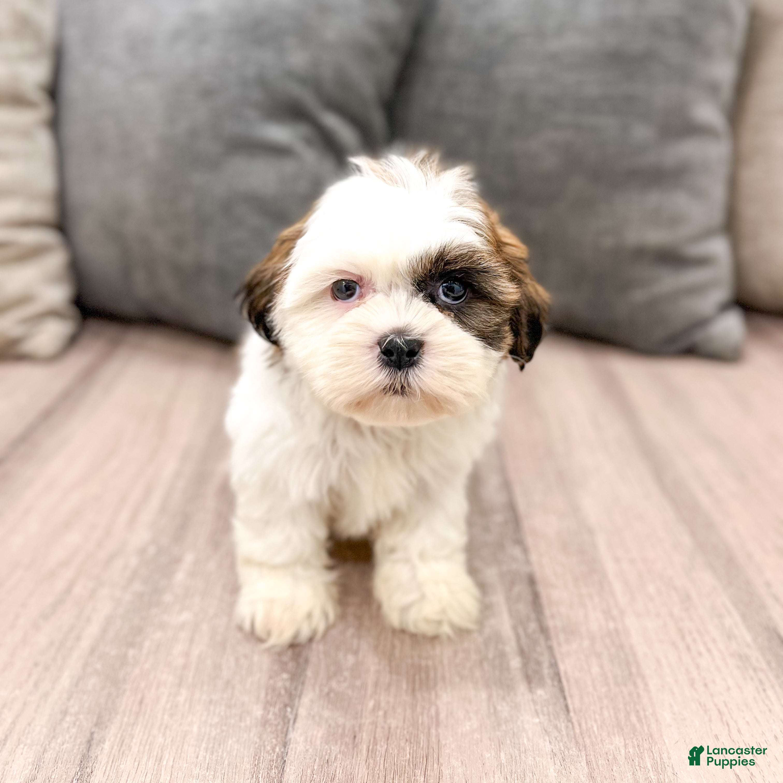 Shih Tzu dogs Cruze - Ad 1