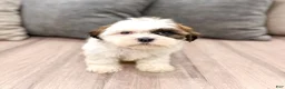 Shih Tzu dogs for sale: Cruze - Ad 1