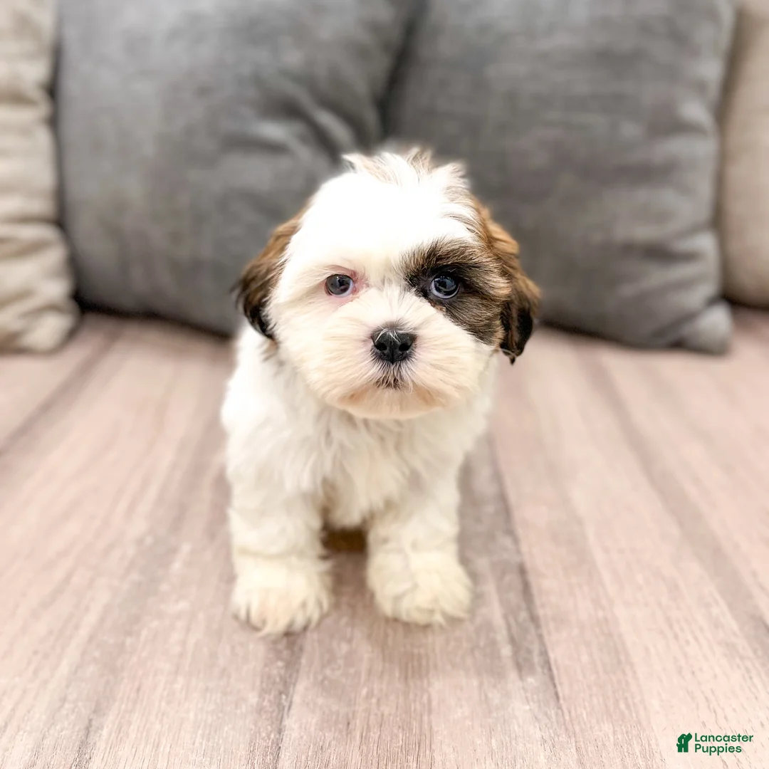 Shih Tzu dogs for sale: Cruze - Ad 1
