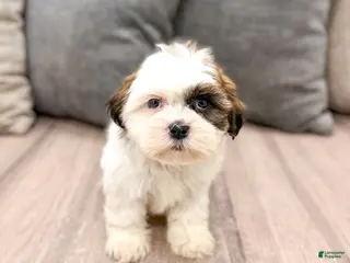 Shih Tzu dogs for sale: Cruze - Ad 4