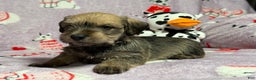 Mixed Breed dogs for sale: Salena  - Ad 3