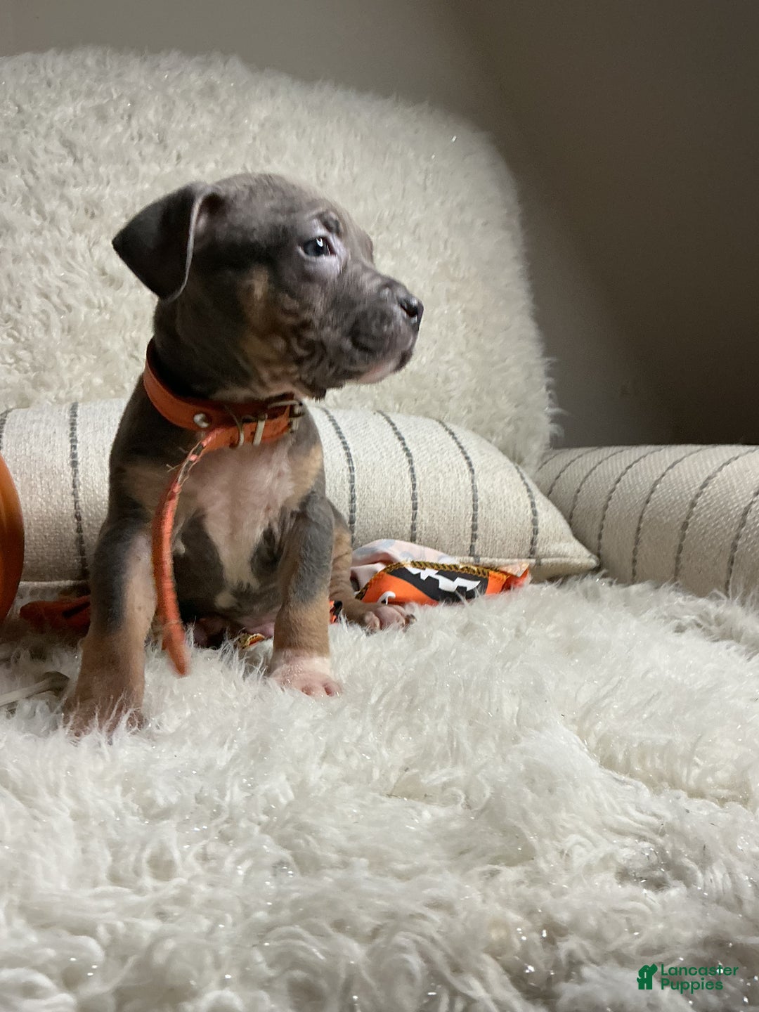 American Bully dogs for sale: Cookie Monster  - Ad 2