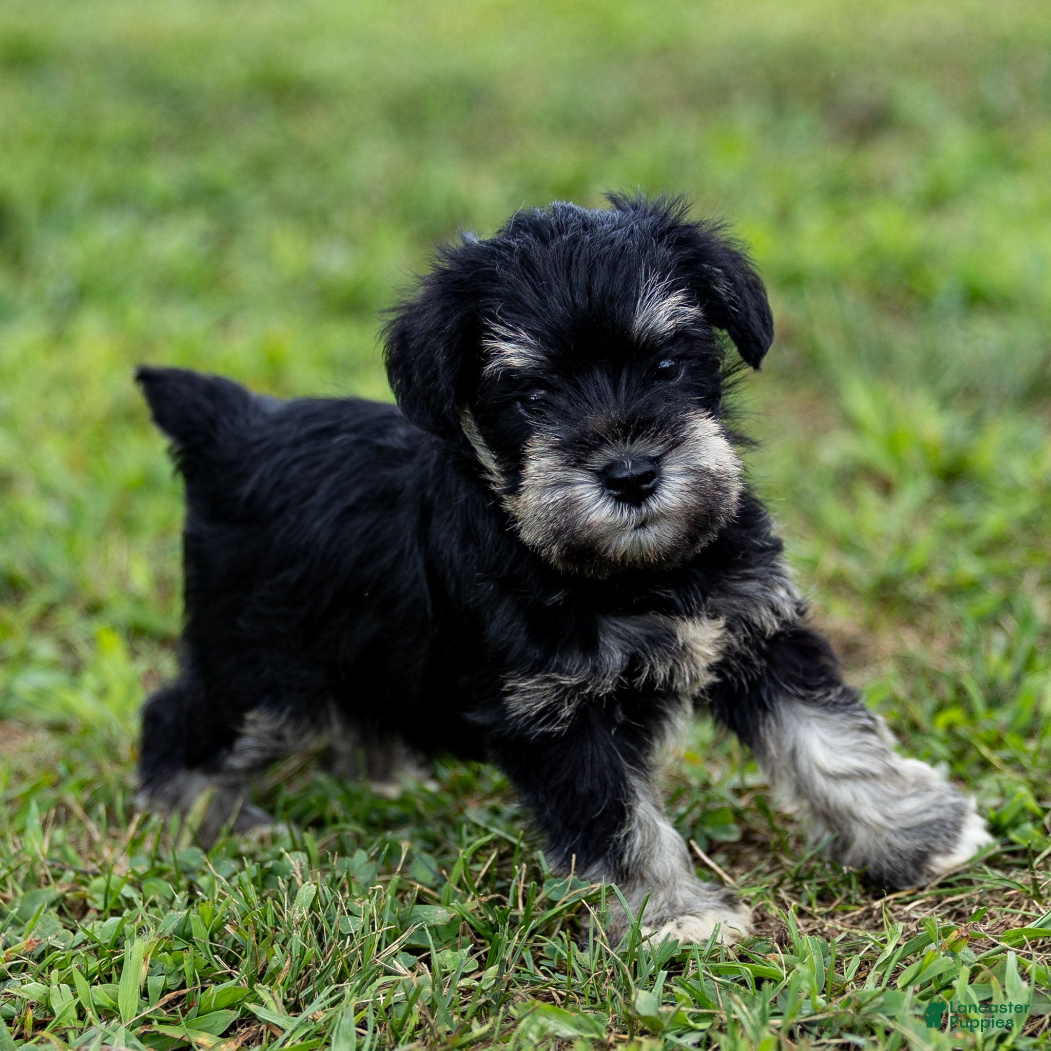 Miniature Schnauzer dogs Princess - Ad 2