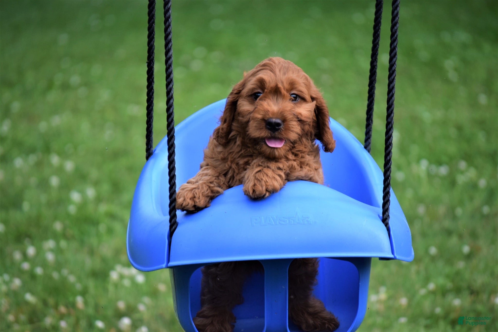 Cavapoo dogs for sale: Gerry - Ad 2