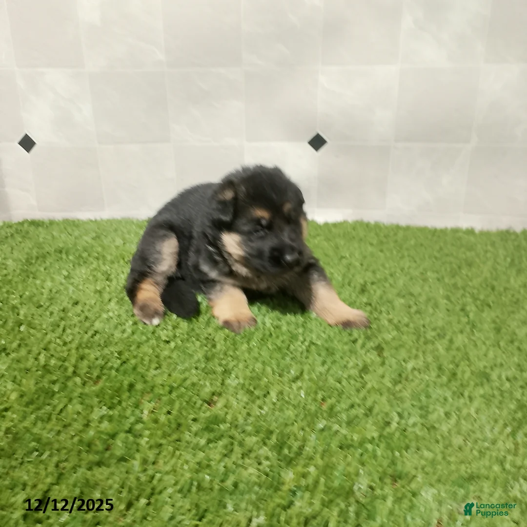 German Shepherd dogs for sale: Laurie - Ad 2