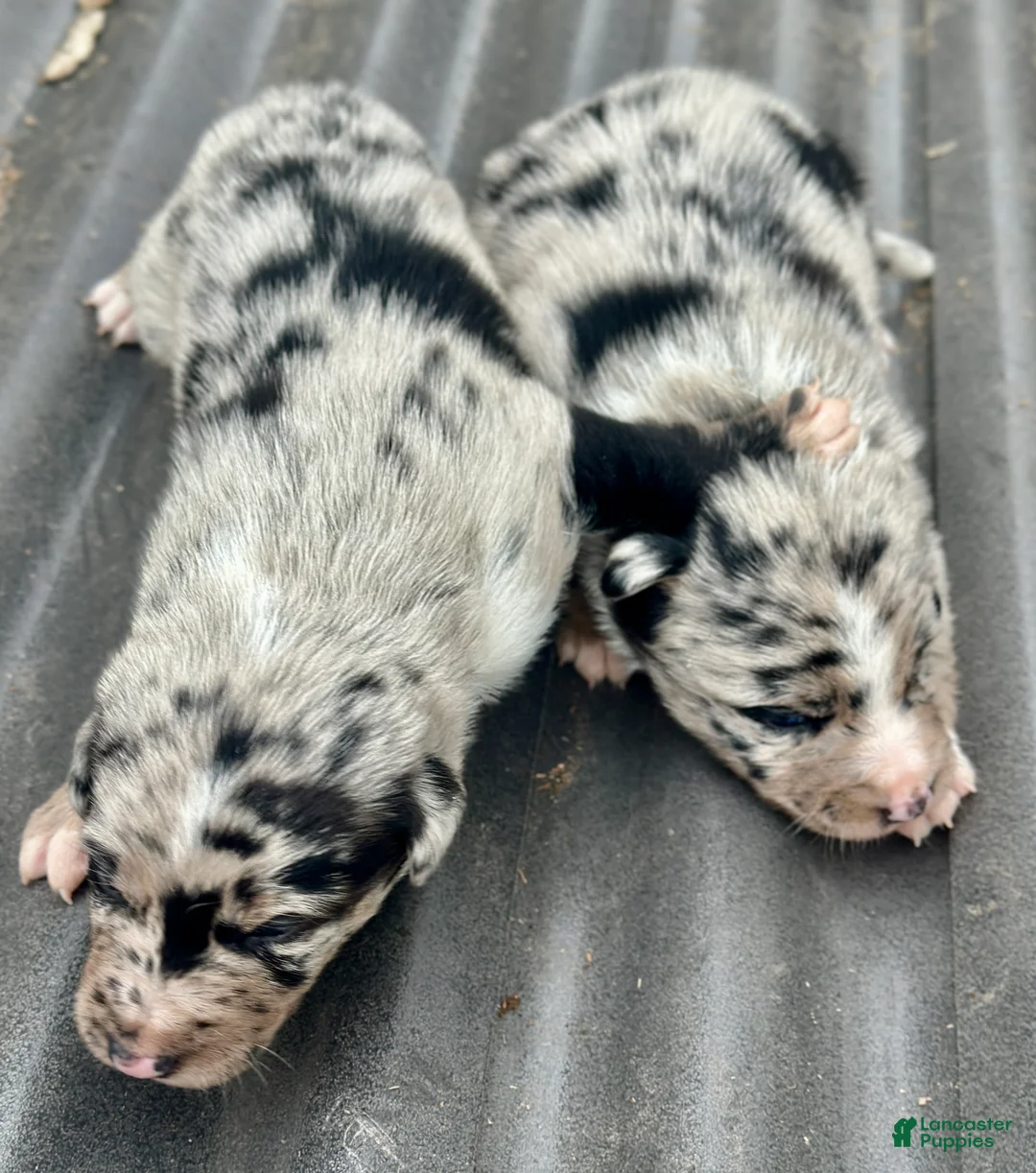 Mixed Breed dogs for sale: Kelpie/Border Collie Puppy 2 - Ad 2