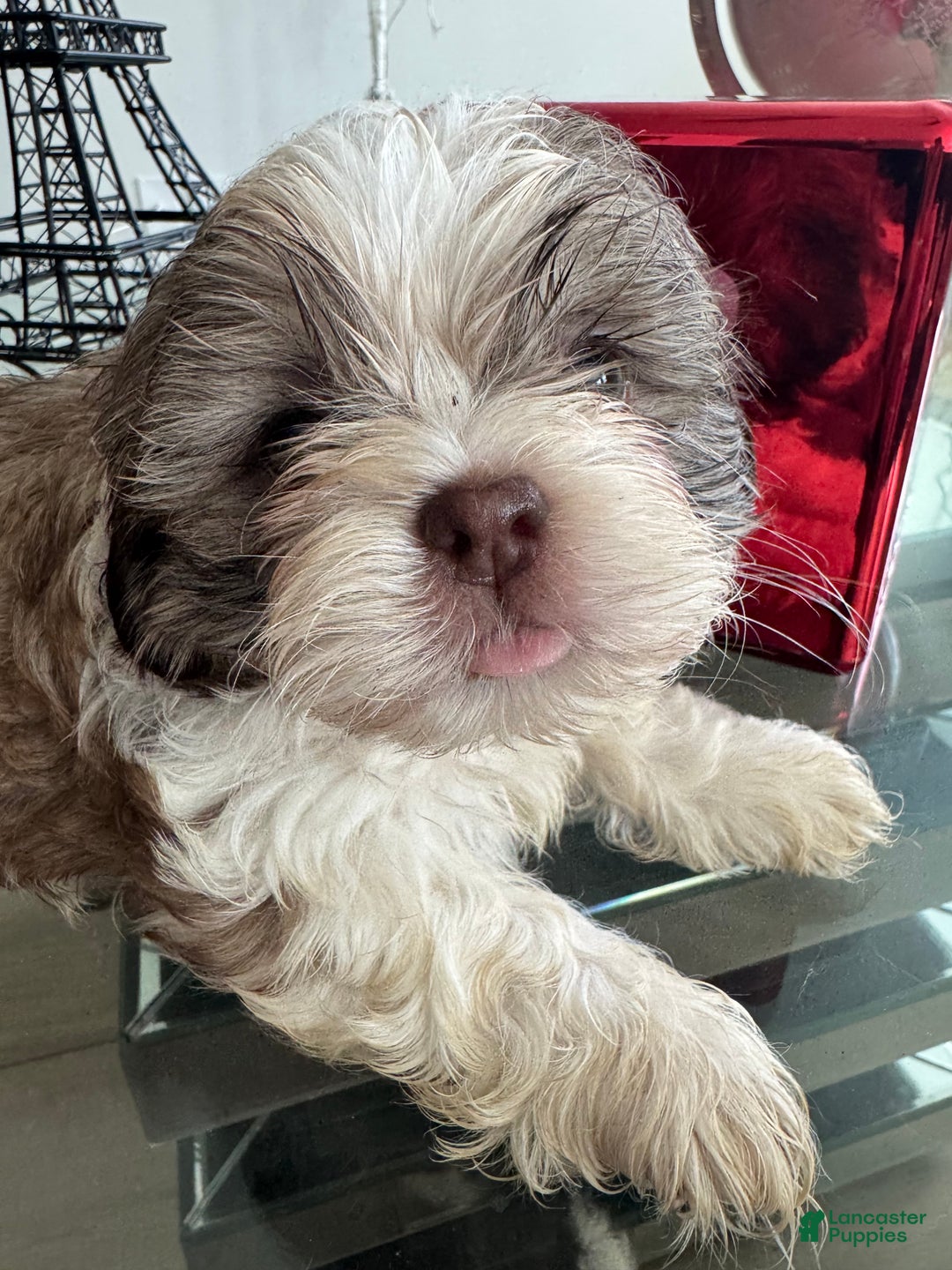 Smallest Shih Tzu Puppies for sale Lancaster Puppies