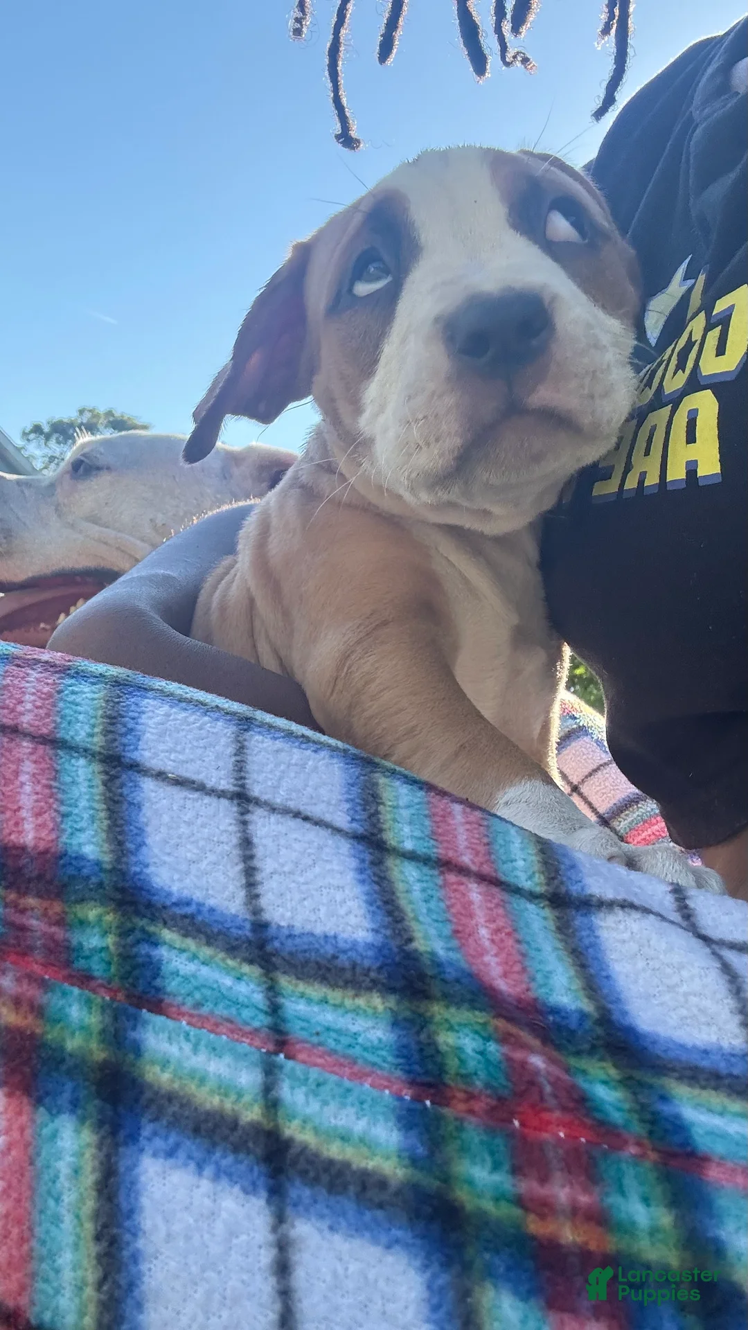 Mixed Breed dogs for sale: black eye  - Ad 1