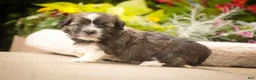 Havanese dogs for sale: Tara Havanese Puppy  - Ad 5