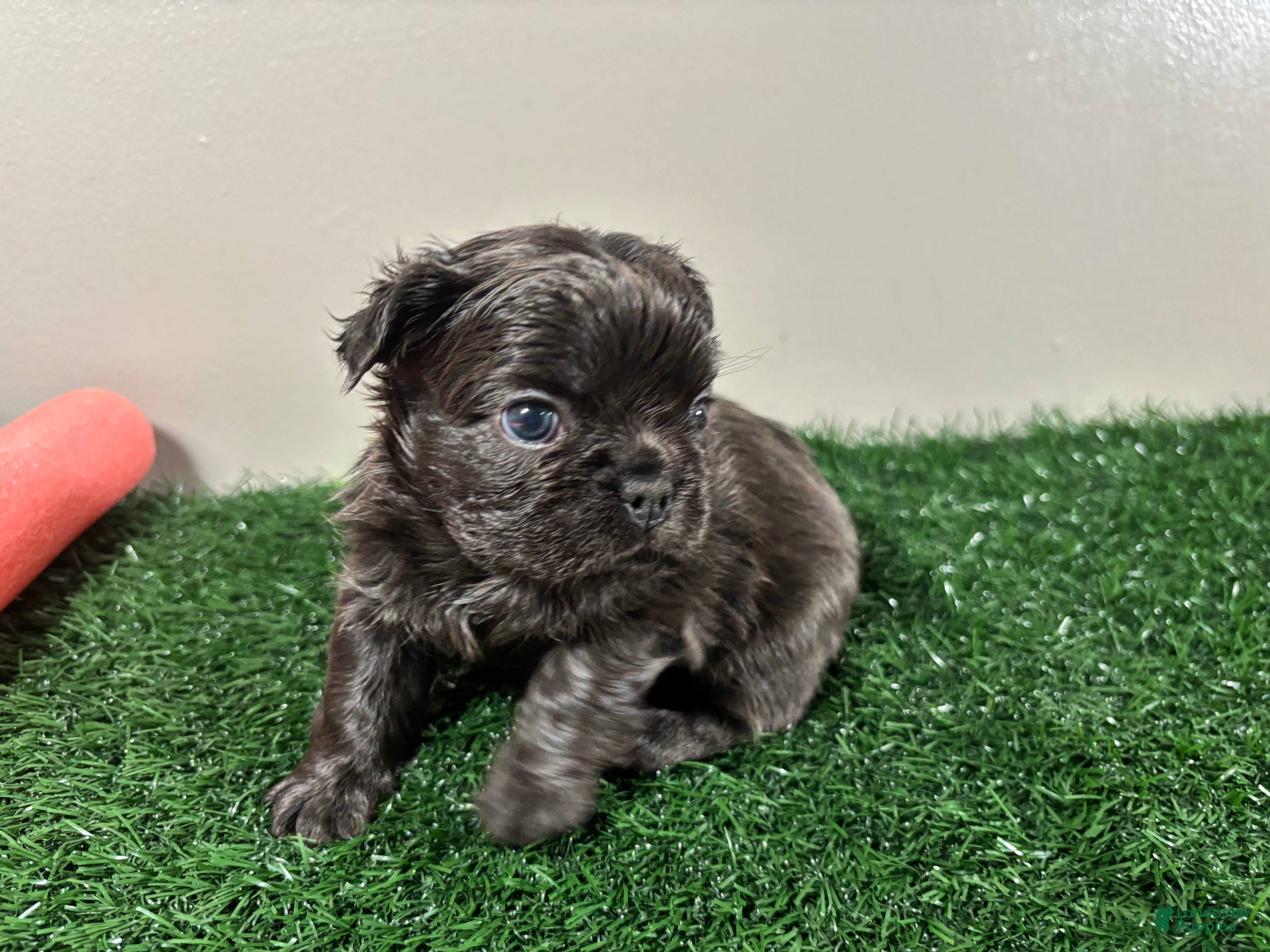 French Bulldog dogs Zoe - Ad 2