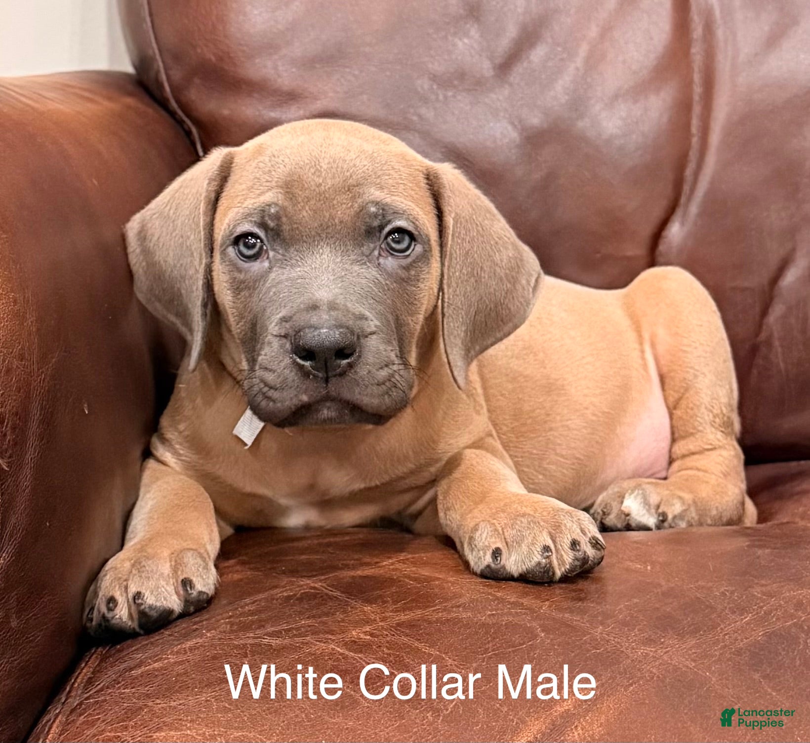 Cane Corso dogs Cane Corso Puppy White Collar M - Ad 2