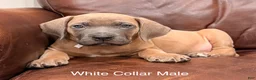 Cane Corso dogs for sale: Cane Corso Puppy White Collar M - Ad 2