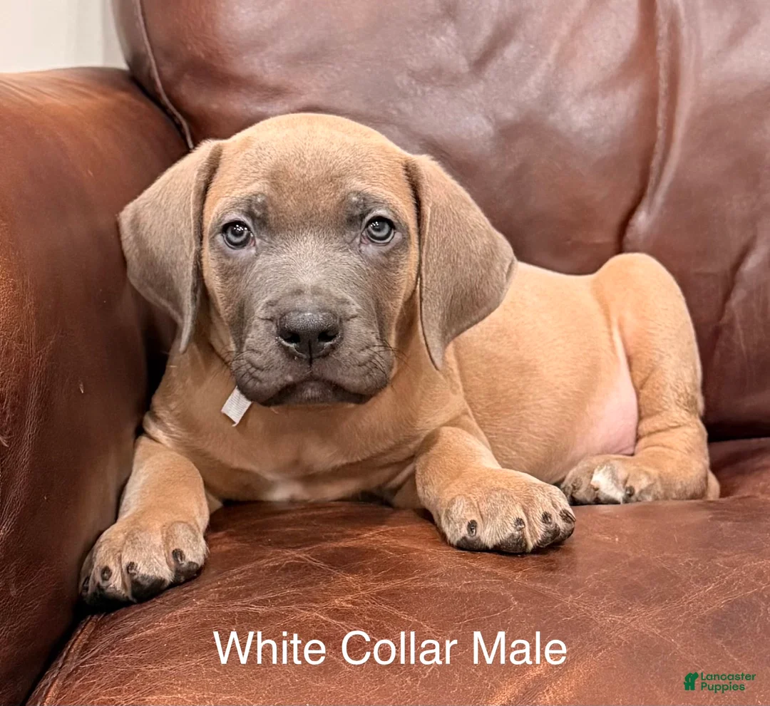 Cane Corso dogs for sale: Cane Corso Puppy White Collar M - Ad 2