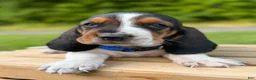 Basset Hound dogs for sale: Oscar - Ad 11