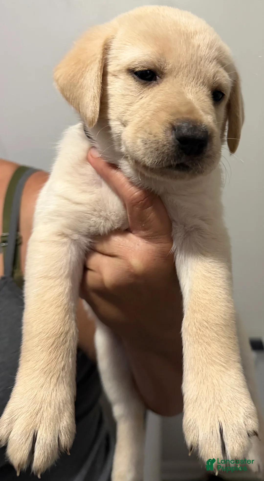 Labrador Retriever dogs for sale: Lab Puppy 10 - Black Collar - Ad 13