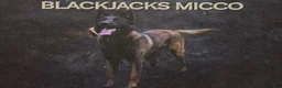 Belgian Malinois dogs for sale: Miles - Ad 7
