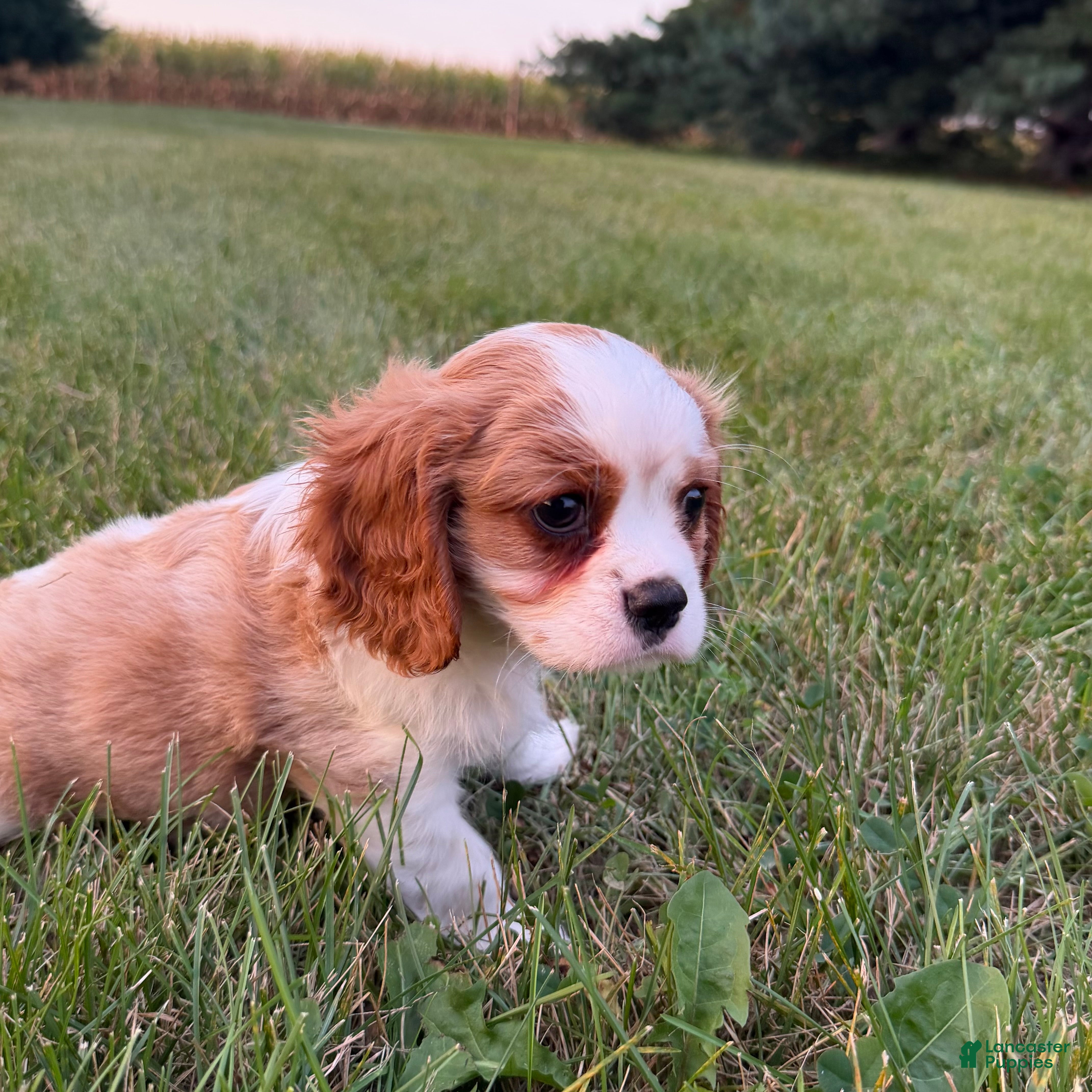 Cavalier King Charles Spaniel dogs Joshua Cavalier King Charles Spaniel  - Ad 1