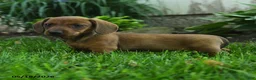 Miniature Dachshund dogs for sale: Fergie - Ad 2