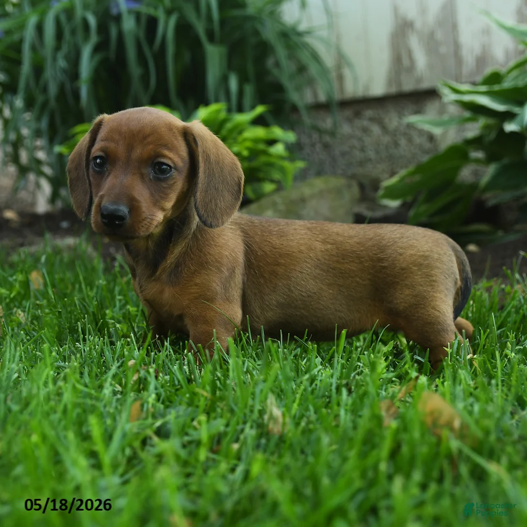 Miniature Dachshund dogs for sale: Fergie - Ad 2