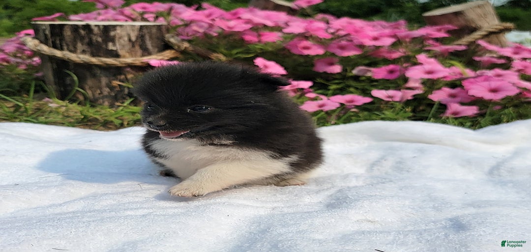 Gallery Image {{count}}