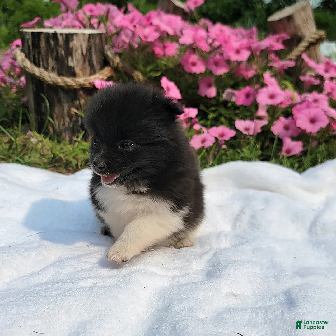 Gallery Image {{count}}