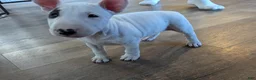 Bull Terrier dogs for sale: Bull Terrier Puppy 2 - Ad 2