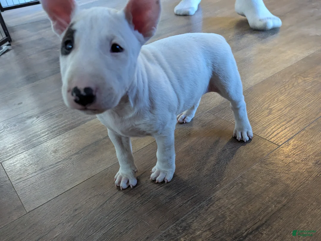 Bull Terrier dogs for sale: Bull Terrier Puppy 2 - Ad 2
