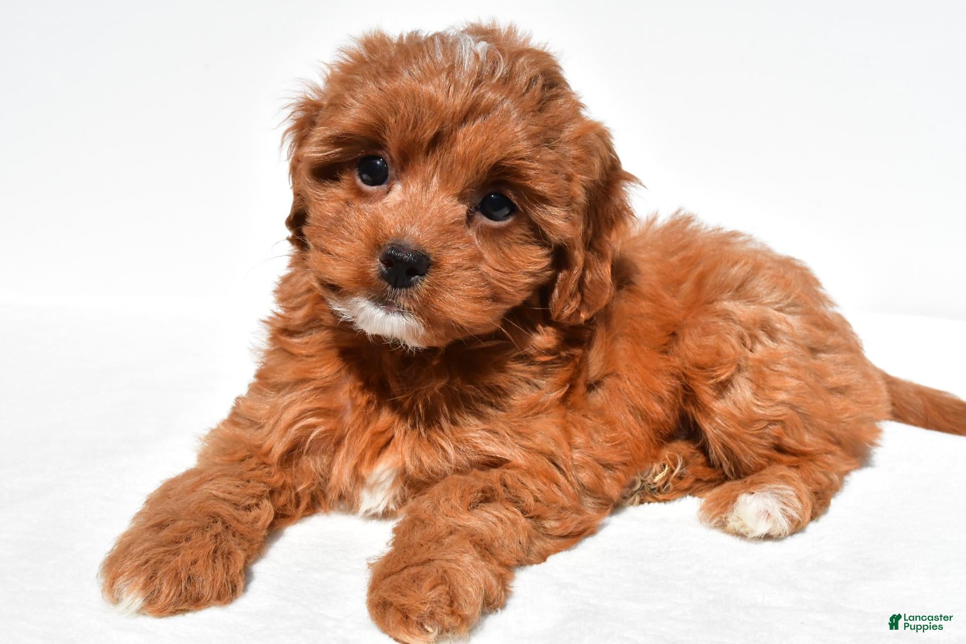Cavapoo dogs Kayla - Ad 2