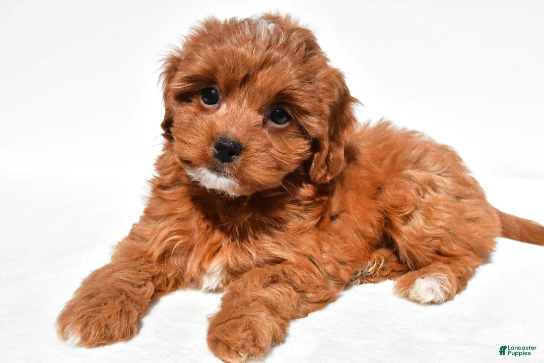Cavapoo dogs for sale: Kayla - Ad 2