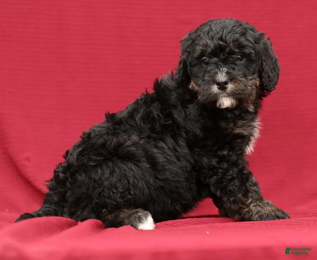 Mini Bernedoodle dogs for sale: Vicky - Ad 4