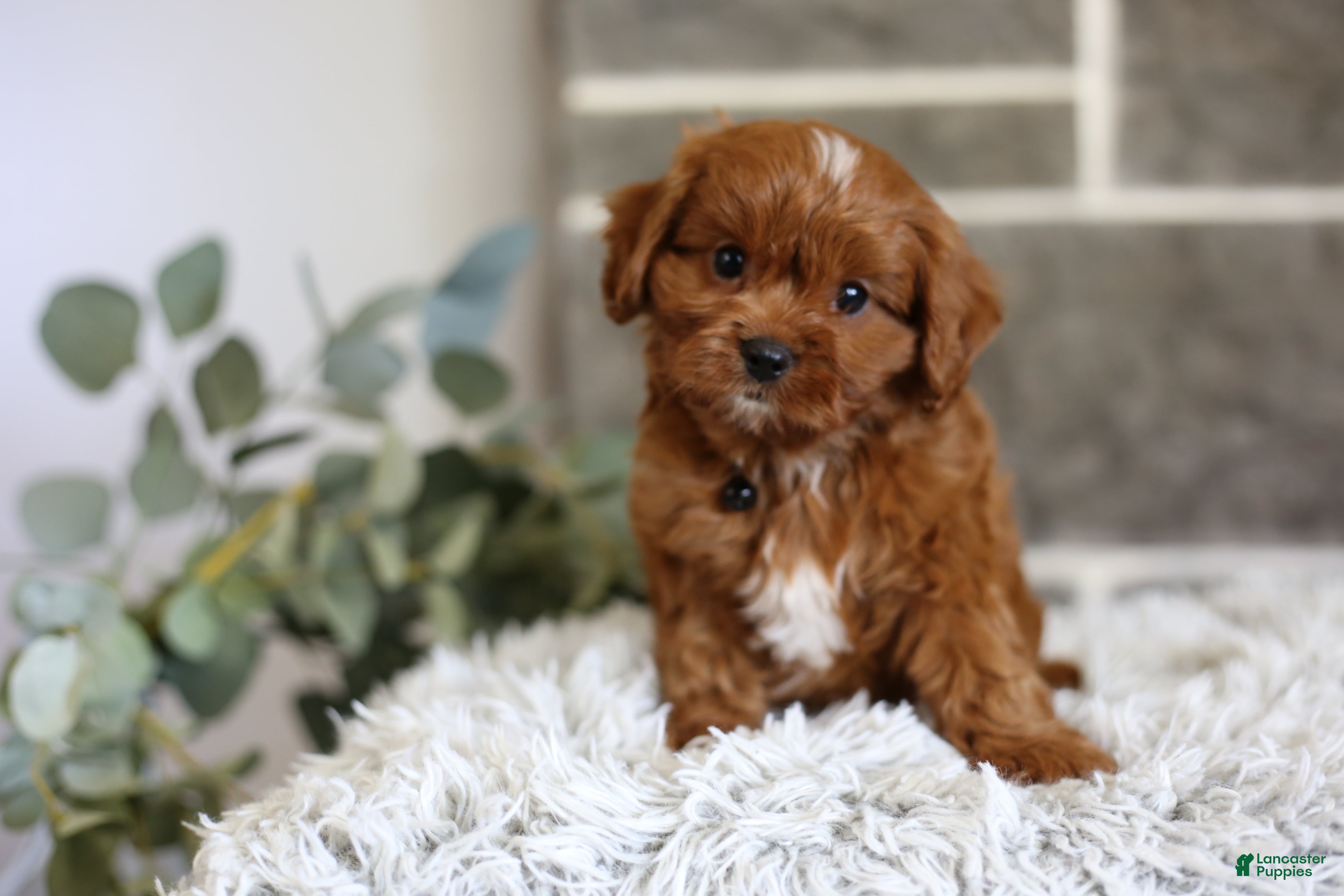 Cavapoo dogs Elliot - Ad 2