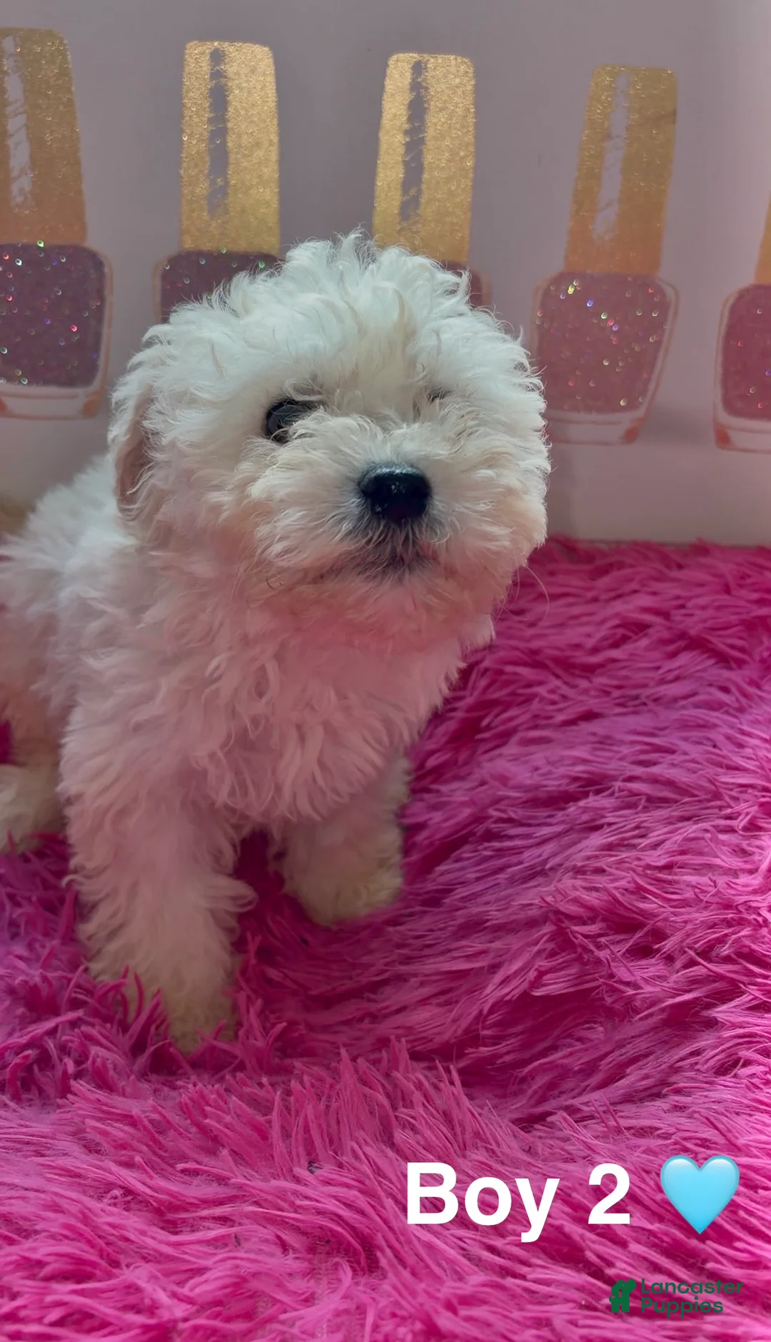 Maltipoo dogs for sale: Boy 2 (Titan) - Ad 2