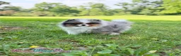 Pomeranian dogs for sale: Dumpling - Ad 6