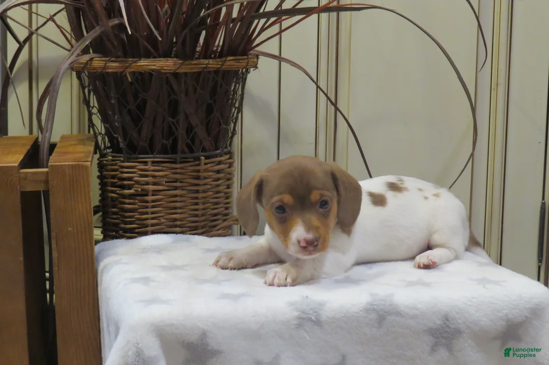 Miniature Dachshund dogs for sale: Jenna - Ad 1