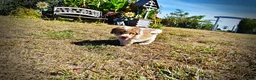 Havapoo dogs for sale: Nemo - Ad 10