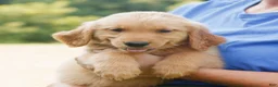 Golden Retriever dogs for sale: Bear  - Ad 2