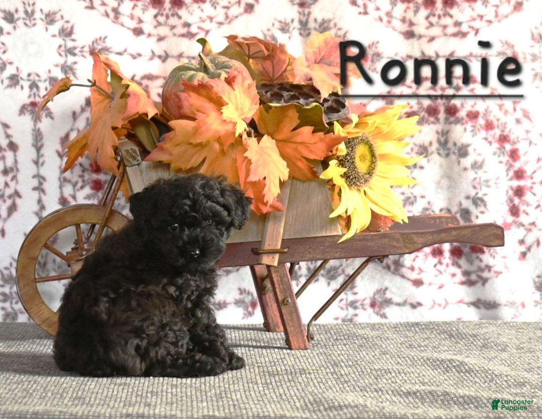 Toy Poodle dogs for sale: Ronnie - Ad 3