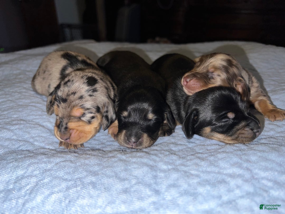 Miniature Dachshund dogs for sale: Black and tan lh ch import - Ad 1