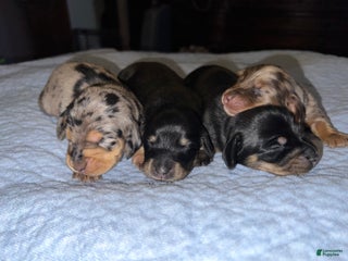 Miniature Dachshund dogs Black and tan lh ch import - Ad 22