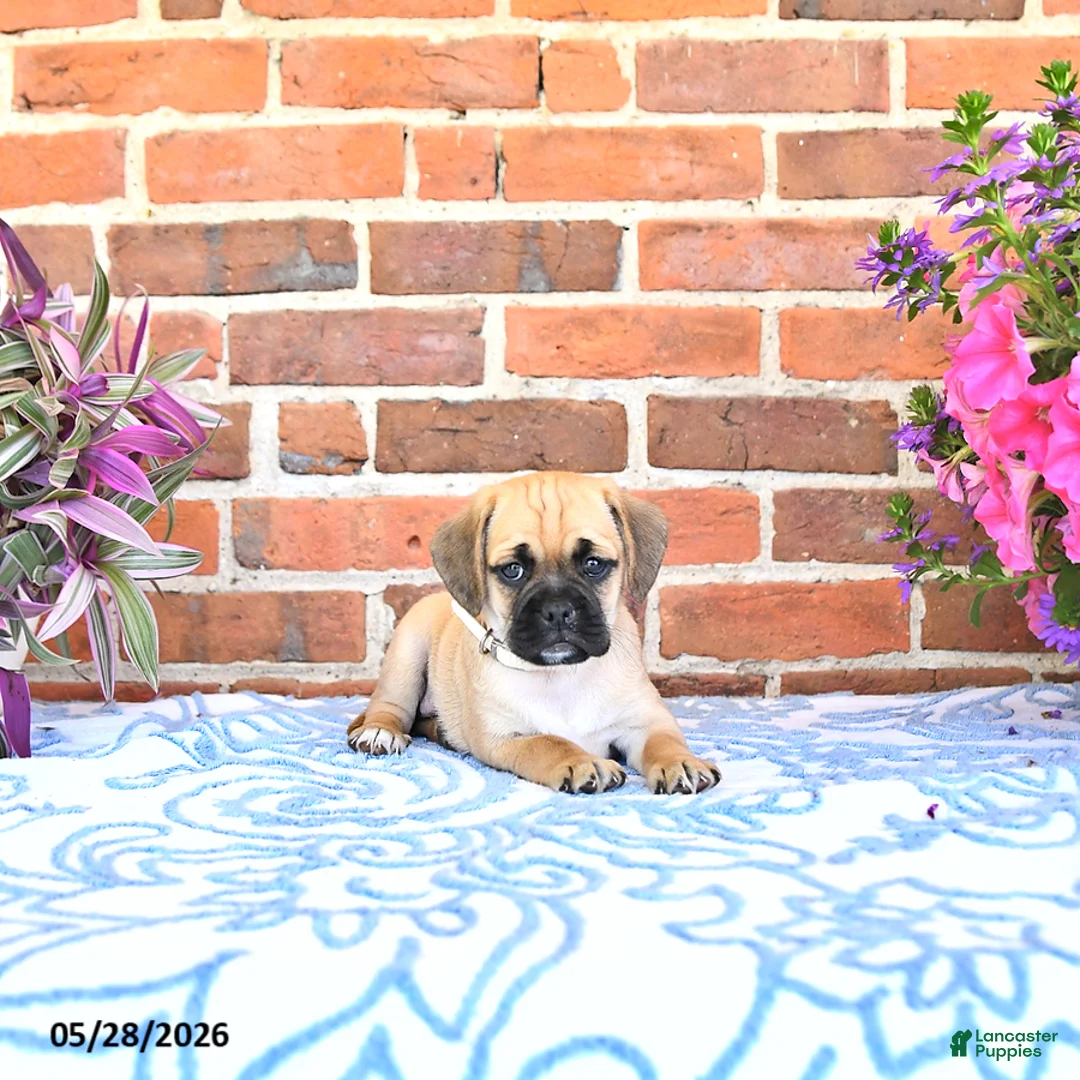 Puggle dogs for sale: Regan  - Ad 1