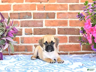 Puggle dogs for sale: Regan - Ad 2