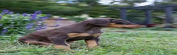 Doberman Pinscher dogs for sale: FLORENCE - Ad 7