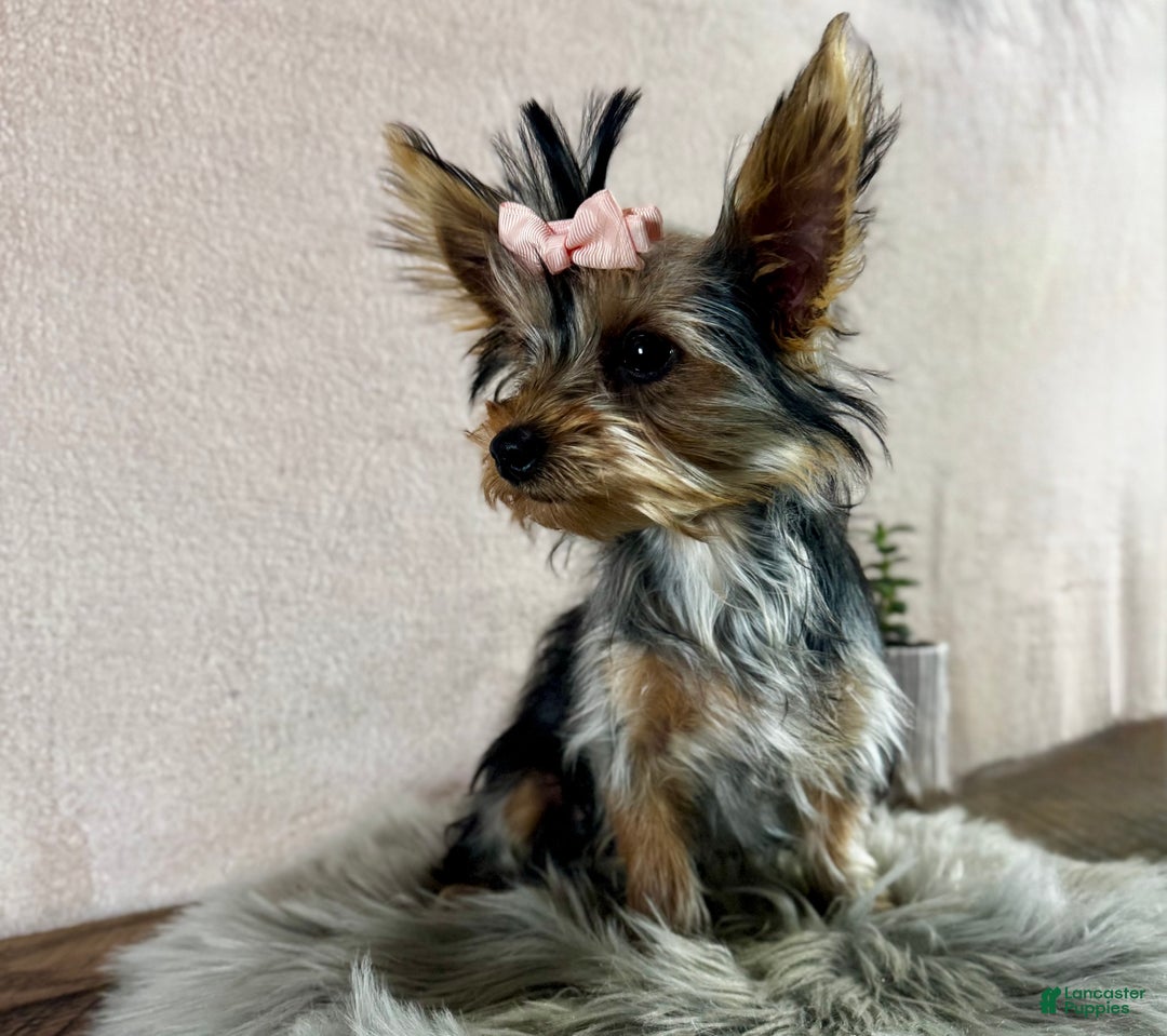 Yorkshire Terrier dogs for sale: Shania - Ad 13