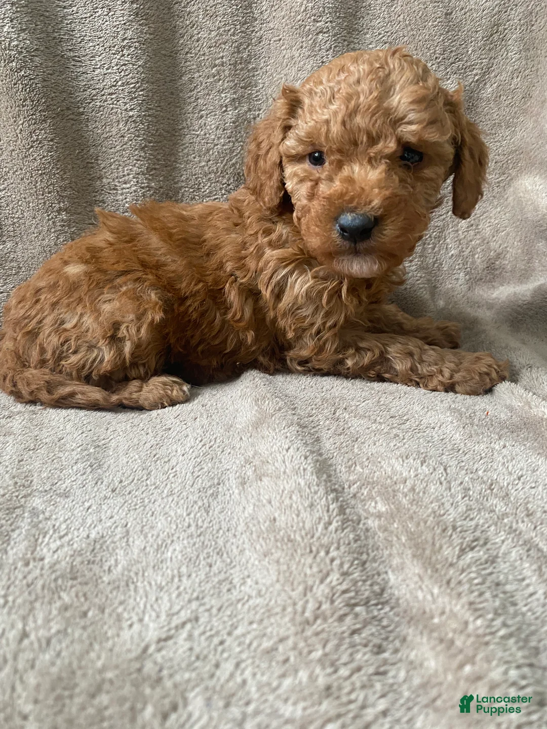 Mini Goldendoodle dogs for sale: Baxter - Ad 4