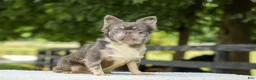 French Bulldog dogs for sale: Lisa - Ad 17